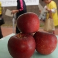 [ J2：第33節 北九州 vs 松本 ]　松本市の観光ブースも設けられ、先着５００人に信州りんごをプ...