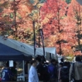 [ J2：第41節 福岡 vs 札幌 ]　バックスタンド裏は秋のいろどり。見事な紅葉が広がる。

--...