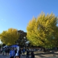 [ J2：第41節 湘南 vs 横浜FC ]　平塚総合公園、色づく木々が綺麗です。（photo by ...
